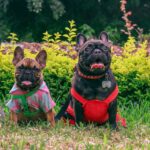 Two French Bulldogs in vibrant outfits enjoying the outdoors on a grassy lawn.